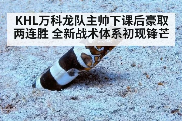KHL万科龙队主帅下课后豪取两连胜 全新战术体系初现锋芒